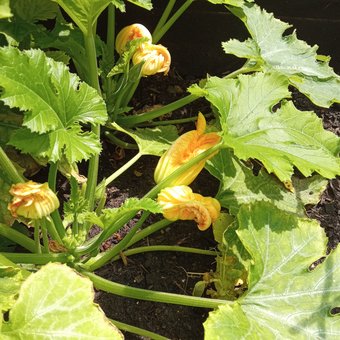 Anbau einer Zucchini im Nachhaltigkeitsprojekt in Dresden